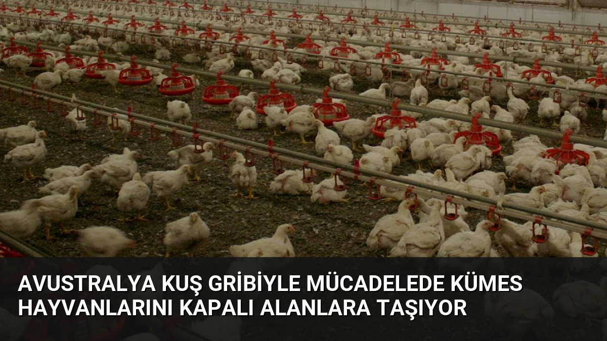 Avustralya Kuş Gribiyle Mücadelede Kümes Hayvanlarını Kapalı Alanlara Taşıyor