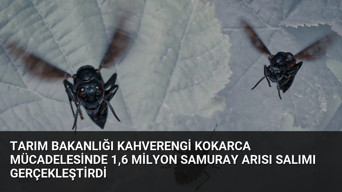 Tarım Bakanlığı Kahverengi Kokarca Mücadelesinde 1,6 Milyon Samuray Arısı Salımı Gerçekleştirdi