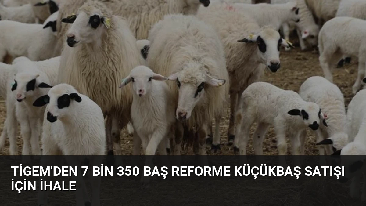 TİGEM’den 7 Bin 350 Baş Reforme Küçükbaş Satışı İçin İhale