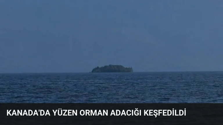 Kanada’da Yüzen Orman Adacığı Keşfedildi