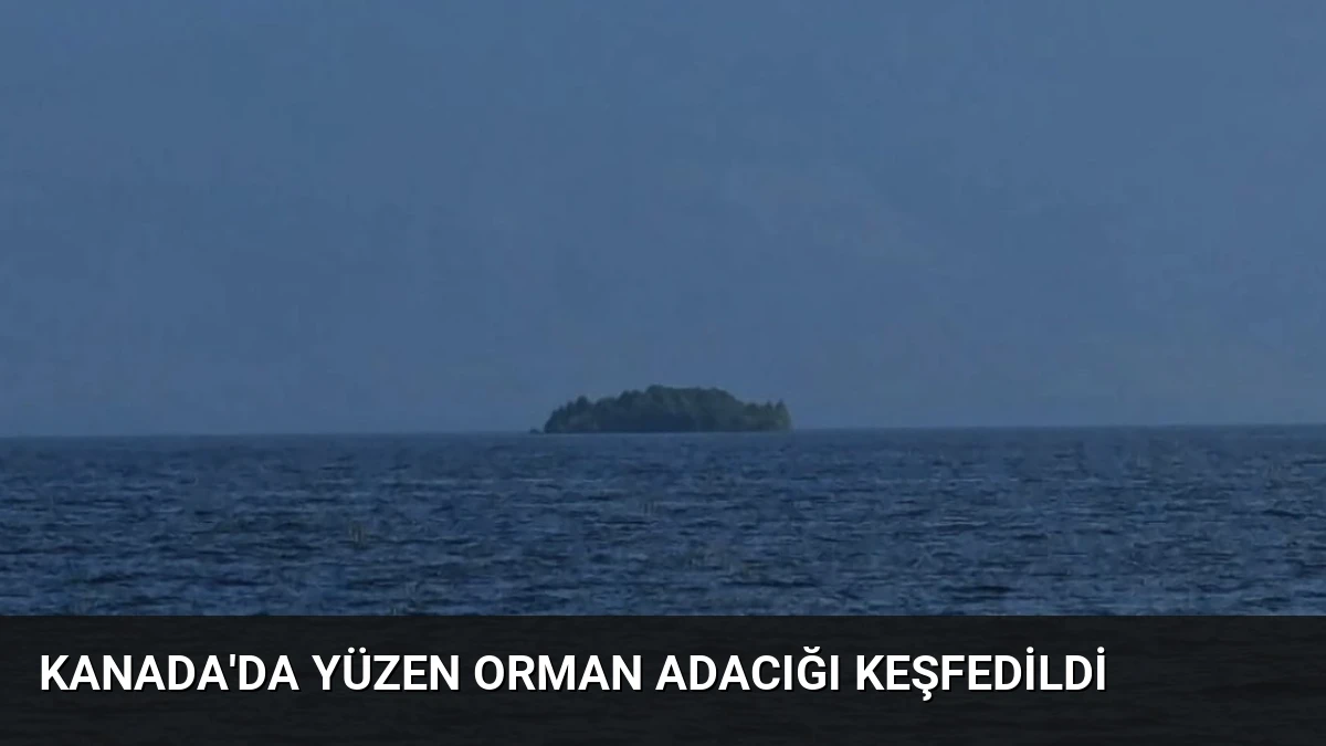 Kanada’da Yüzen Orman Adacığı Keşfedildi