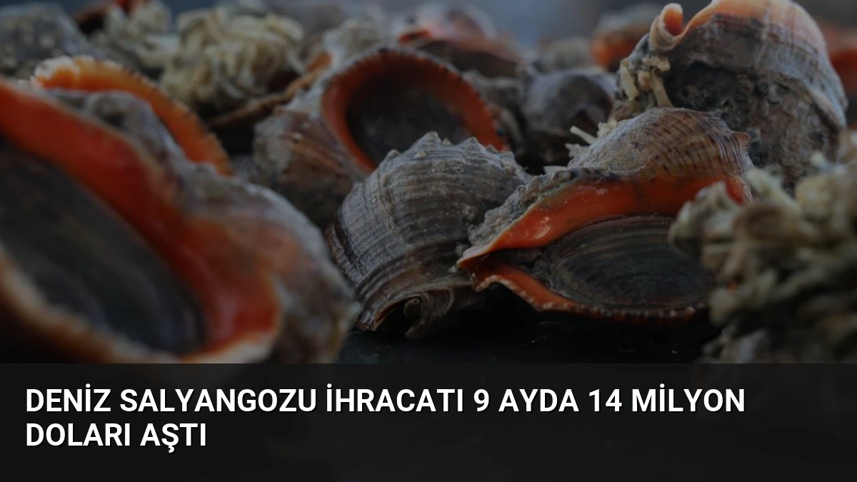 Deniz Salyangozu İhracatı 9 Ayda 14 Milyon Doları Aştı
